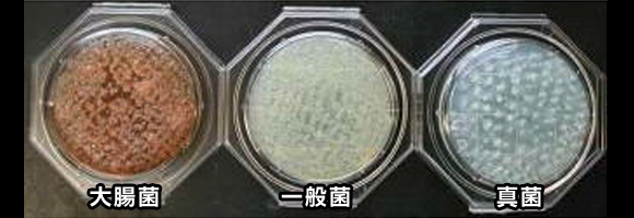 蒸篭蒸し布菌の繁殖画像