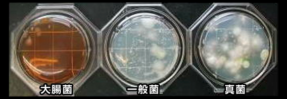 蒸篭菌の繁殖画像