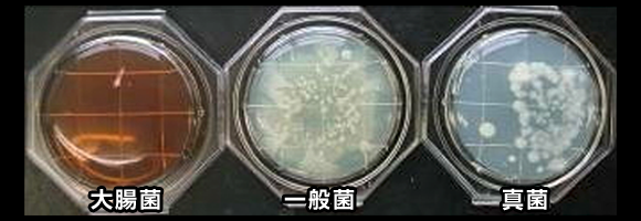 餅の作業台菌の繁殖画像