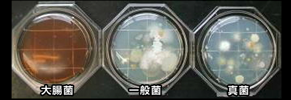 靴箱菌の繁殖画像