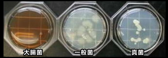 もちきり機の繁殖画像