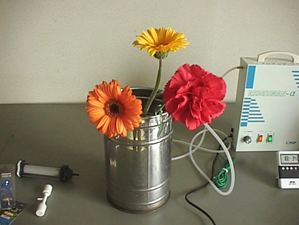 オゾン処理中 5日目画像