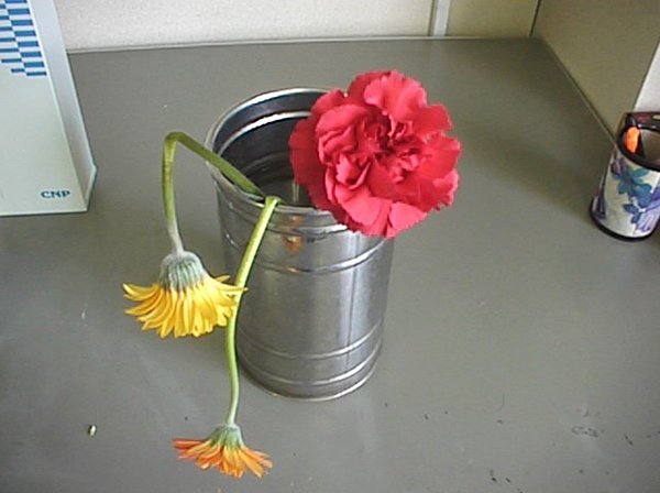 オゾン処理なし 6日目画像
