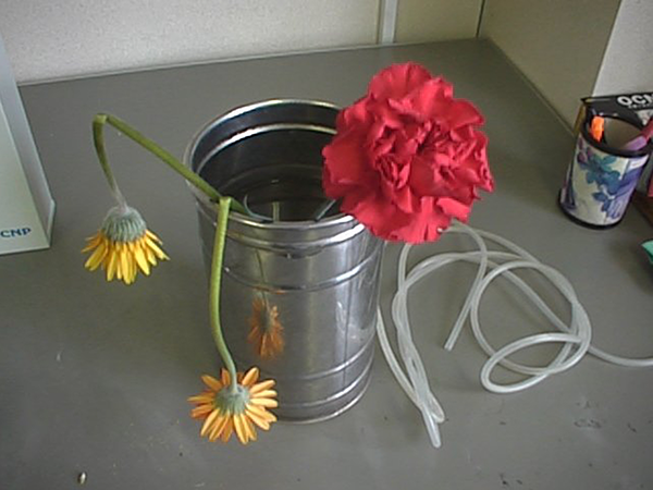 オゾン処理なし 8日目画像