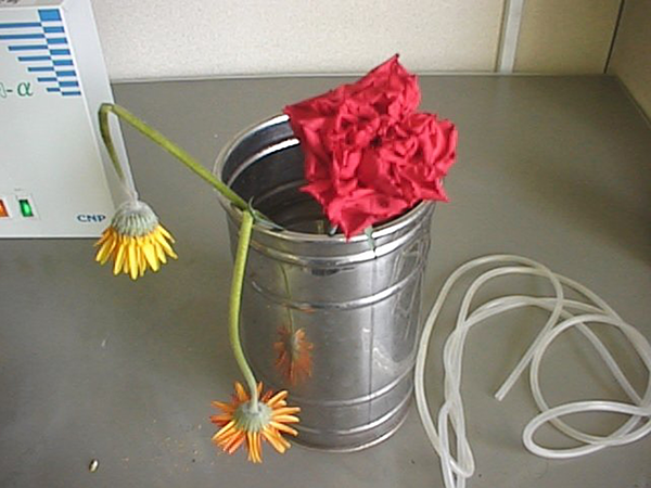 オゾン処理なし 9日目画像