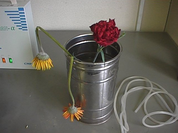 オゾン処理なし 10日目画像