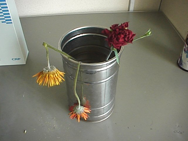 オゾン処理なし 12日目画像