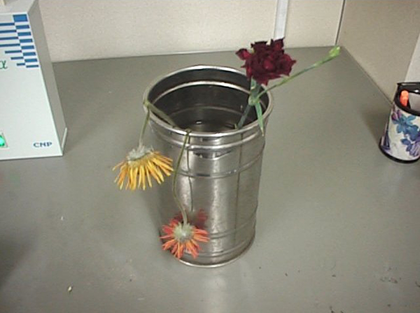 オゾン処理なし 13日目画像